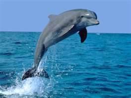 Delfin
