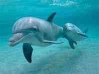 Delfin és kicsije